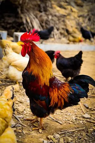 翠谷本珍-库库野外战斗鸡