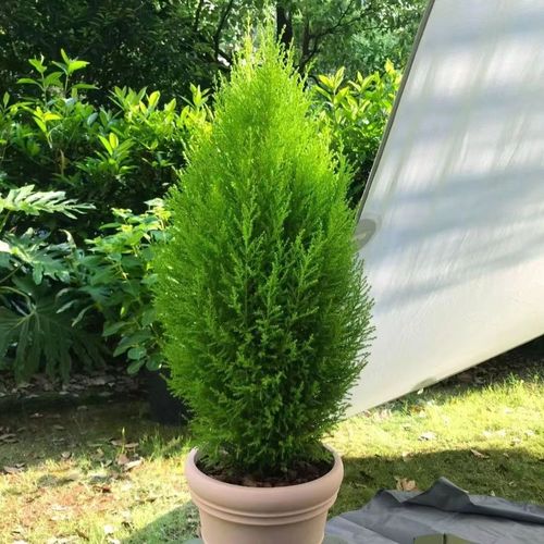 香味小香松盆栽圣诞树青松客厅阳台庭院懒人四季常青盆景室内绿植