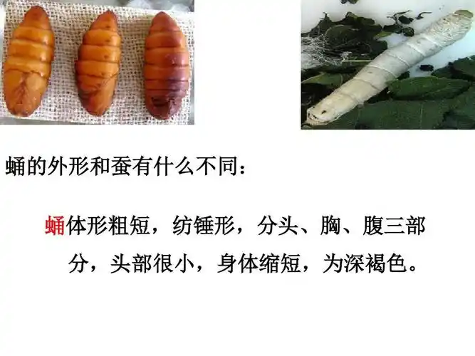 教科版三年级科学下册小学科学三年级下册《蚕蛹变成了什么》课件公开