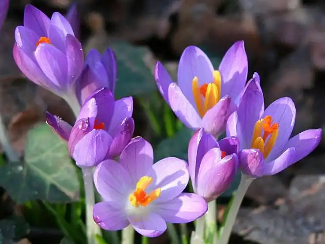 张图片 下一张 下一组 相关专题 水仙花 相关标签 端庄秀丽紫色水仙花