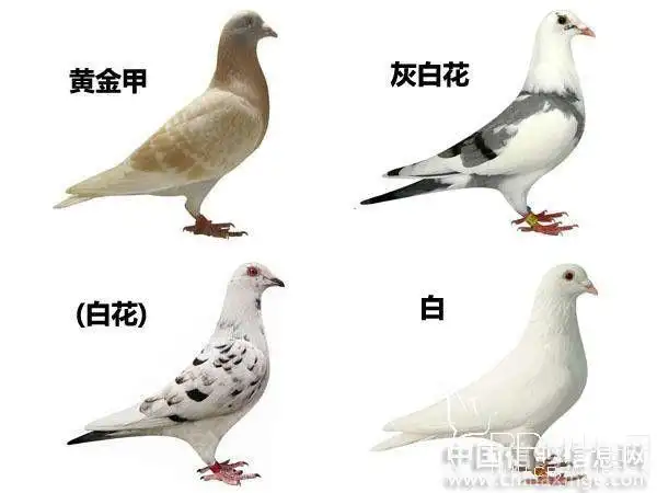 信鸽羽色名称大全