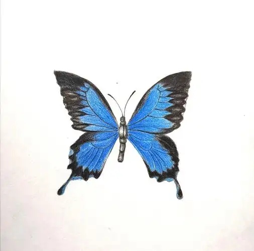 用黑色加深图片发自简书app3,用黑色笔和476熟褐给蝴蝶翅膀周边上色