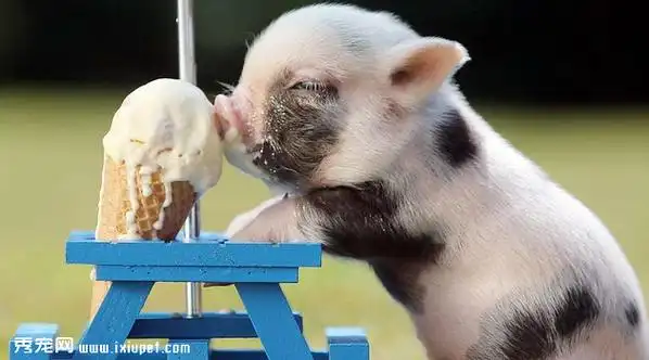 【迷你小香猪】迷你小香猪哪里有卖,多少钱一只?