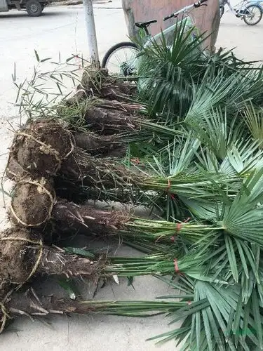 花木市场潢川苗乡大量供应棕榈小苗,50公分高度棕榈苗出售湿地