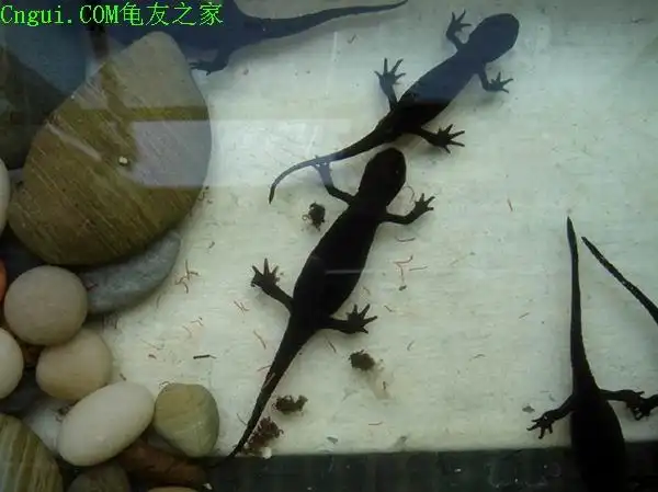 小孩买了条长四只腿的鱼,象壁虎,是什么东西?有图.