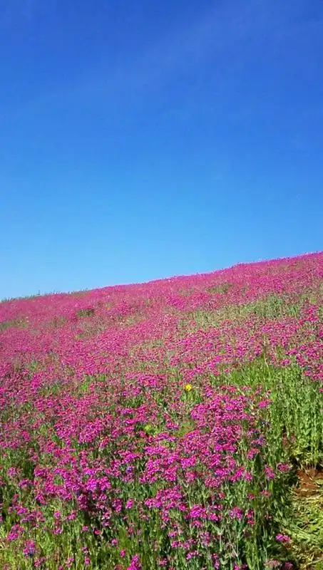 石竹花海 - 手机专版 - 徽州大论坛 -