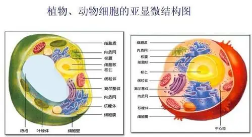 细胞结构示意图