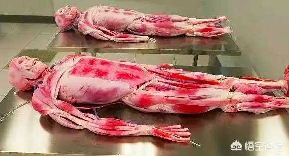 第一次解剖尸体是一种什么感受呢?害怕不?(10个回答)