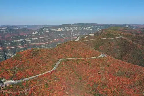 河南博爱靳家岭层林尽染红叶烂漫