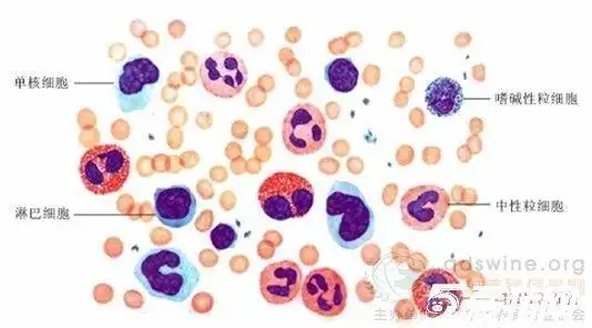 显微镜下白细胞是什么样的