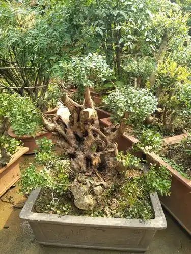 安徽贵池野生赤楠