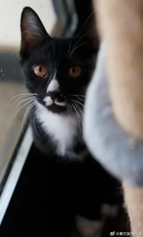 救助的黑白一窝萌极了,找麻麻一起过年0505黑白色系的小幼崽,漂亮