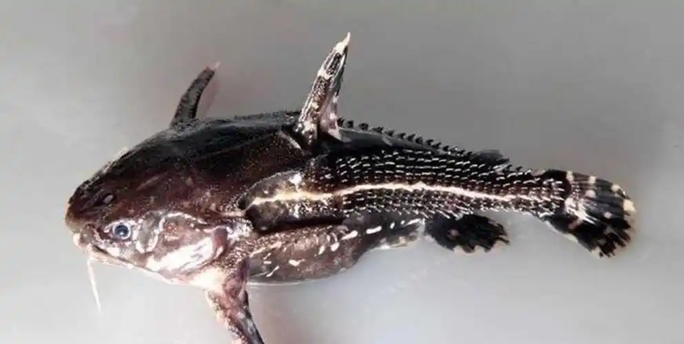 食人鲳的天敌是什么鱼(食人鲳有多少种品种)