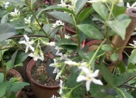 盘龙桂怎么修剪 修剪造型方法与技术-植物说