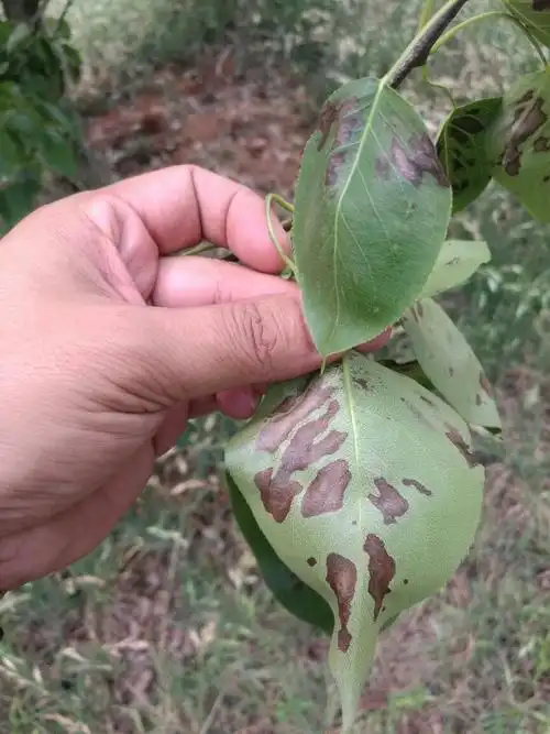 梨树.请问各位老师这是什么病,怎么处理呢?