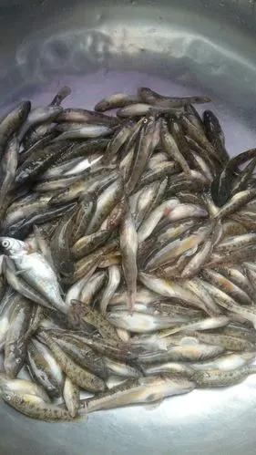 大湿们知道翠湾附近那有白条抽吗?