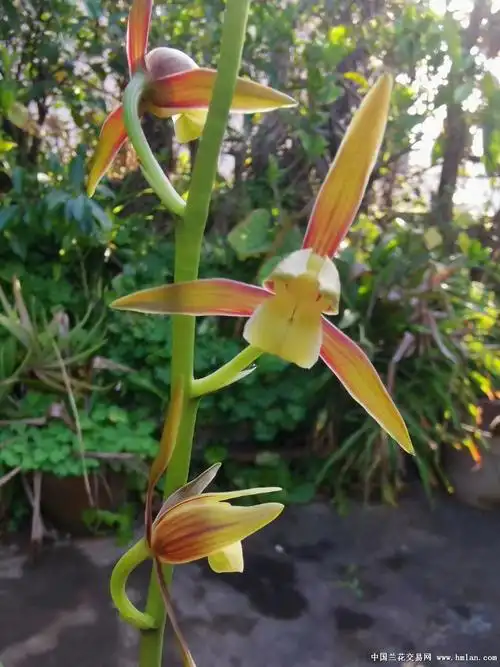 金玉良缘【漂亮子母爷 - 中国兰花交易网