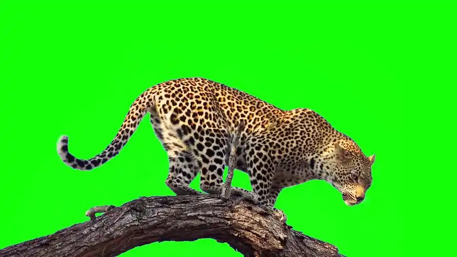 绿幕素材猎豹绿幕素材免费无水印自取2160hd