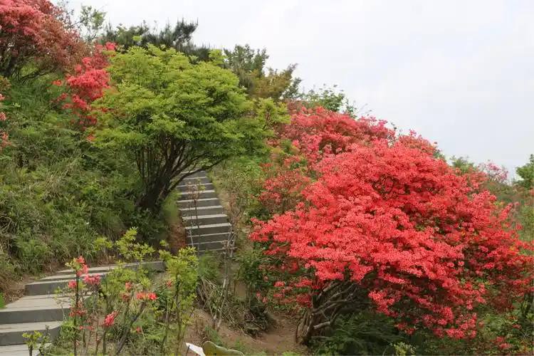 相约高姥山最美红杜鹃