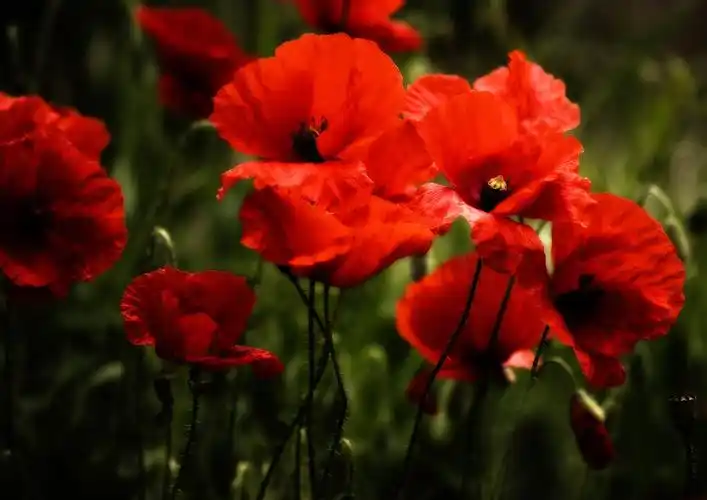 罂粟, klatschmohn, 鲜花, 开花, 盛开, 草地, 红色, 性质, 罂粟花