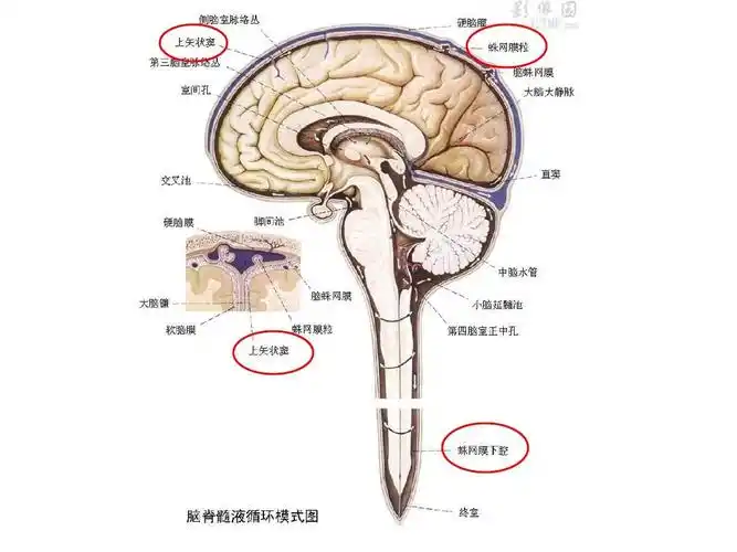 无忧文档 所有分类 医药卫生 临床医学 脑室系统上一页第22页 下一页