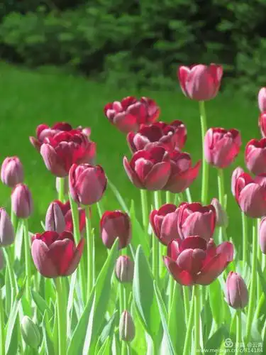 郁金香故乡一荷兰 - 美篇