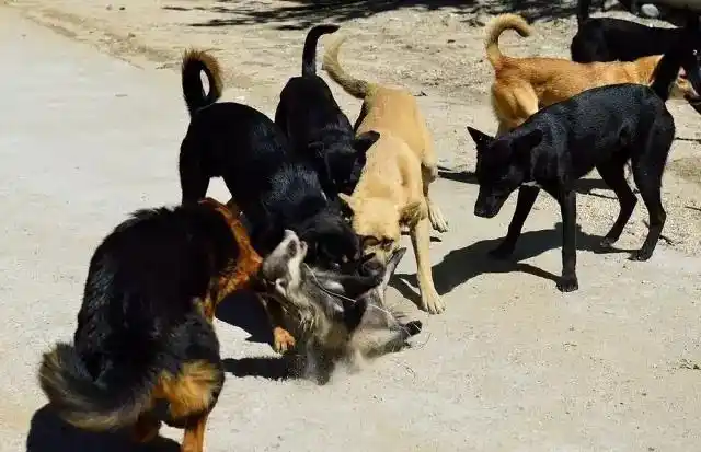 一群狗流浪久了,会不会形成狼群的社会特点?为什么?