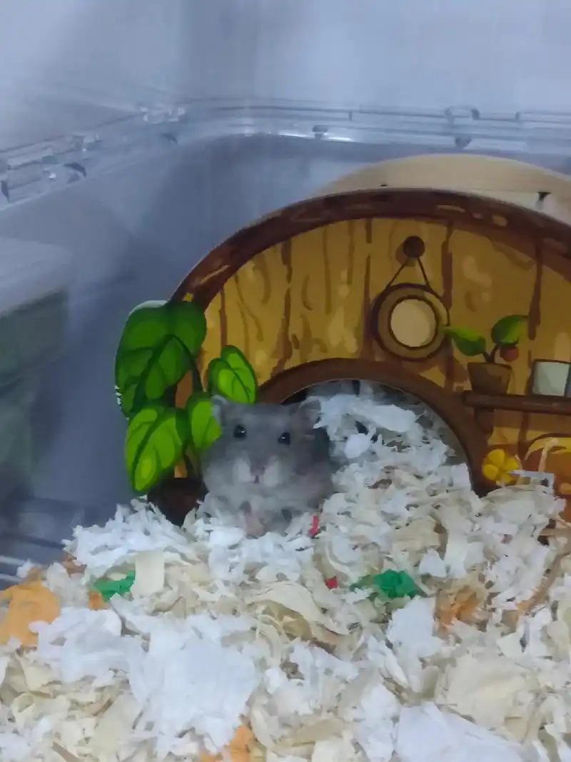 紫仓球球的可爱照片.这鼠也太俊了吧 好爱它#三线仓鼠 #紫仓 - 抖音