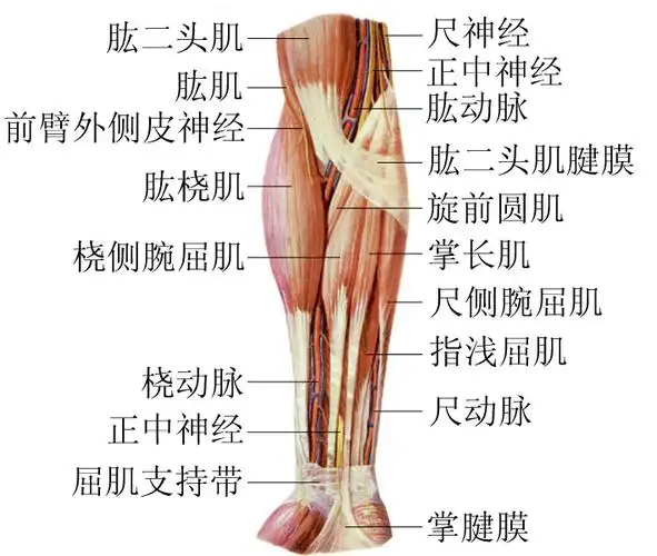 前臂部位解剖示意图-人体解剖图