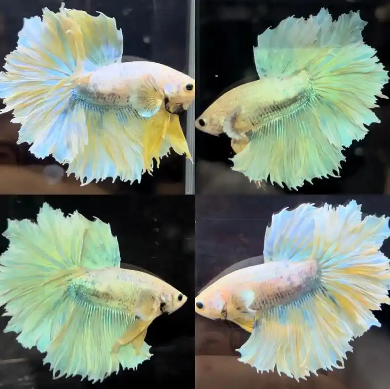 百米都不用系列精品半月斗鱼