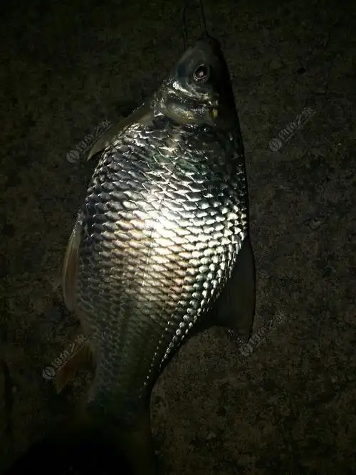 三角鲤2斤的你们见过吗