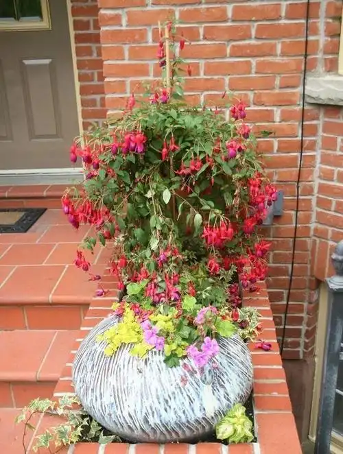 养倒挂金钟盆栽这几个问题不解决植株容易萎蔫花谢后难再开花