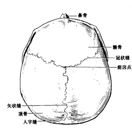 颅(上面观)_知网百科