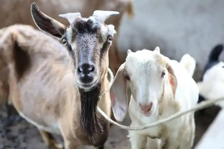 属羊人离不开的两个贵人是谁79属羊贵人是怎么属相