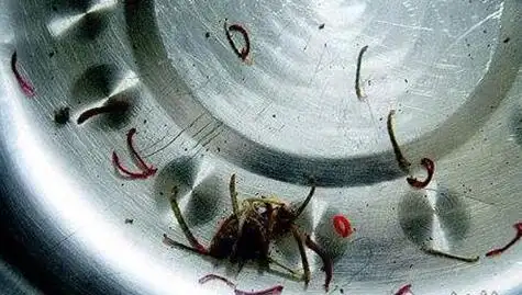 记者在网络上查询得知,红线虫,又称水蚯蚓,丝蚯蚓,全身呈红色,细长