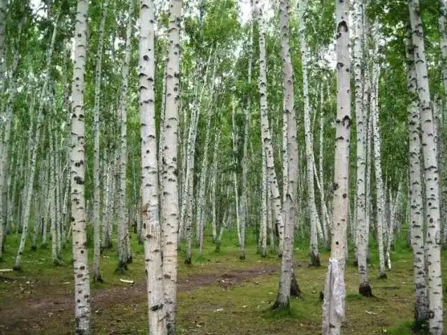 【梦境草原】直飞呼伦贝尔一价全含