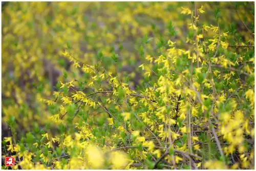 娇嫩如霞黄金条