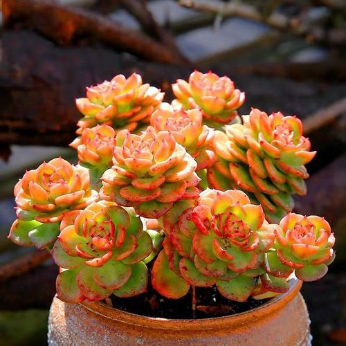 蜡牡丹群生老桩多肉植物盆栽花卉精品大颗好养稀有品种肉肉老桩