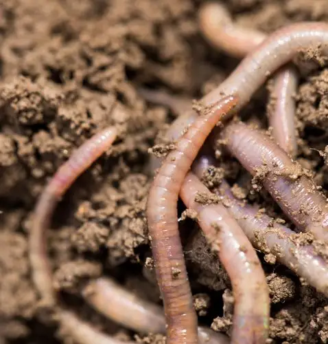 土壤里的蚯蚓图片