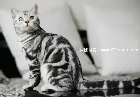 虎斑猫价格在1500到5000元左右