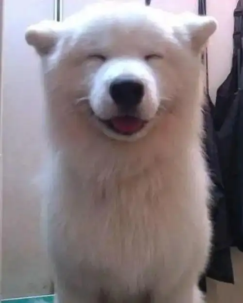 要狗看门千万别选萨摩耶这货除了笑不会干别的了