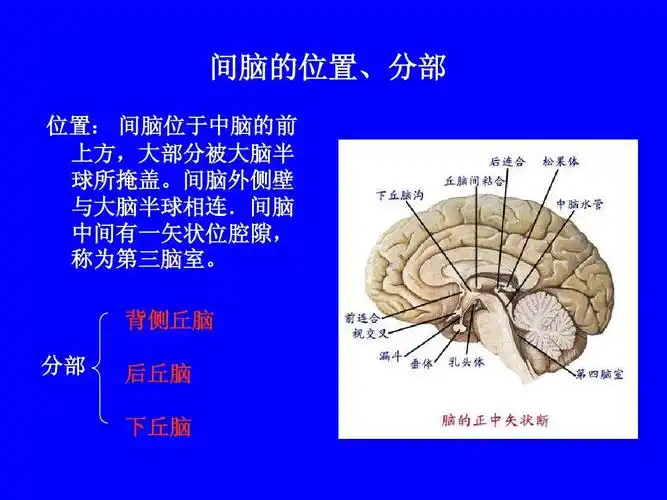 中山大学李峰教授系统解剖学课件(ppt 完整版)_word文档在线阅读与
