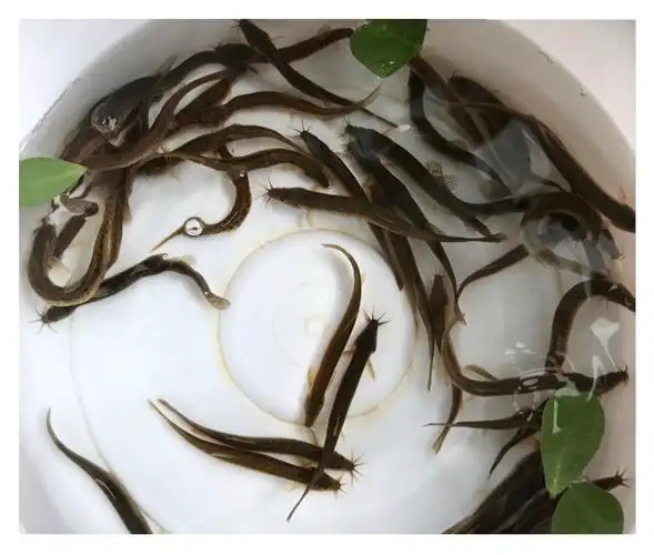 泥鳅苗新鲜幼苗小泥鳅喂鱼乌龟宠物活体圆鳅苗活筏钓体放生养殖苗 1