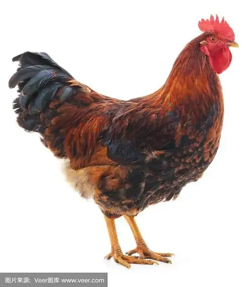 大红公鸡是什么品种 大红公鸡是什么品种好