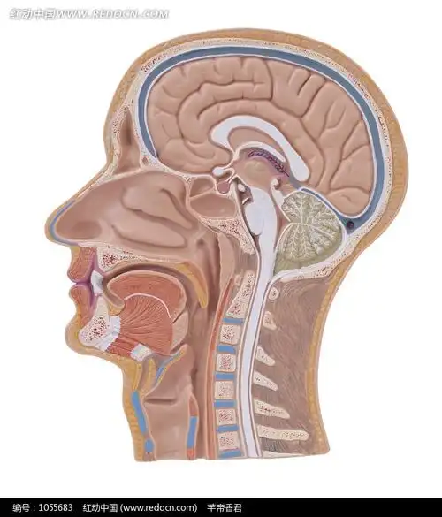 人体的大脑的侧面结构图