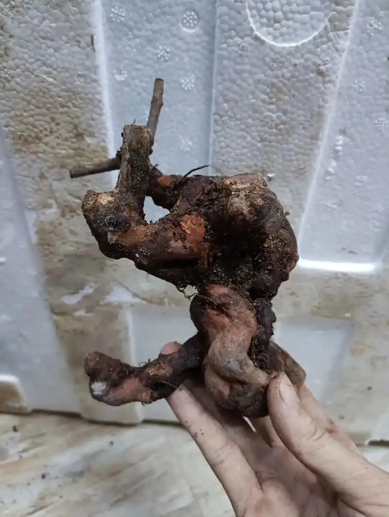 桃金娘老桩矮坝#桃金娘老桩 #盆景素材 #一花一草一世界 # - 抖音