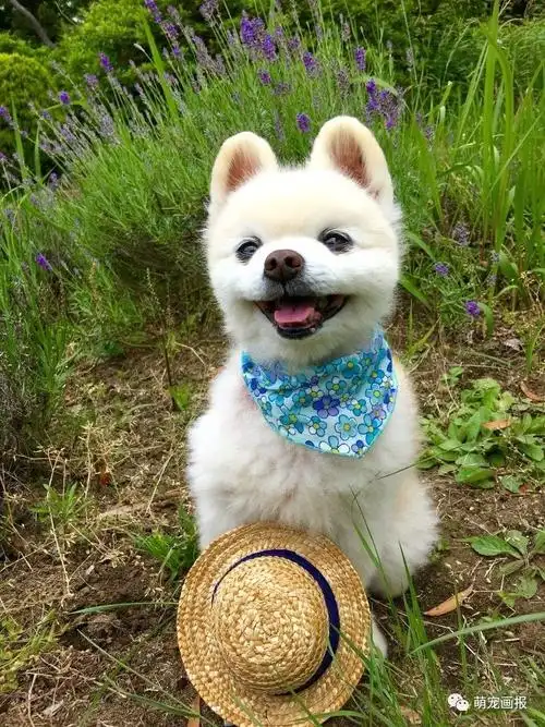 爱笑的狗狗俊介君好像一个小天使