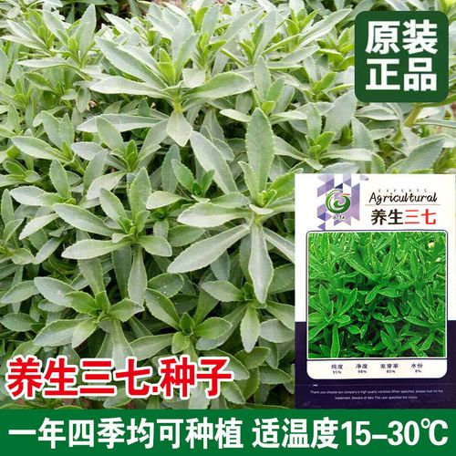 养生三七种子四季蔬菜种孑养心菜种子救心菜籽高钙菜景天三七菜籽