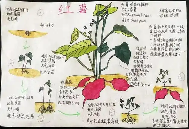 展播美丽中国我是行动者2022年青少年自然笔记征集活动优秀作品第五期