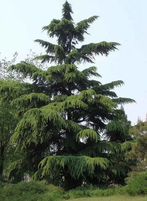 《天天分享诗絮》0056集